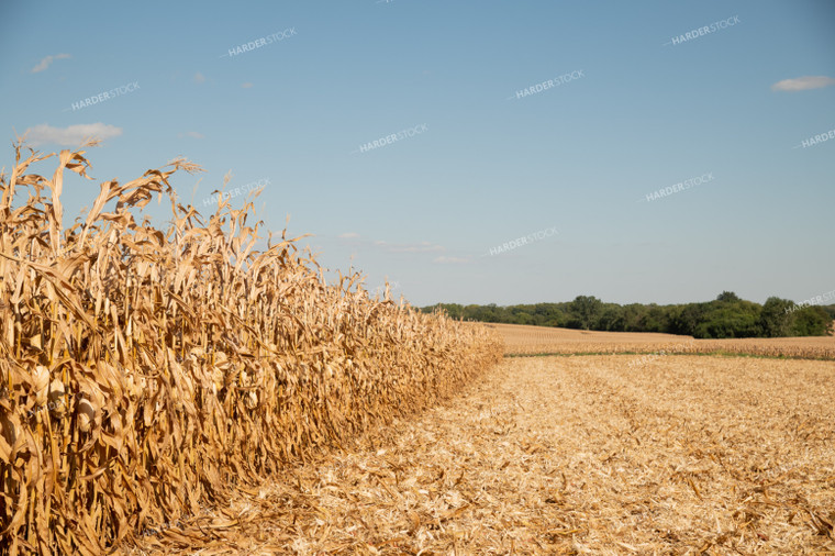 Dried Corn Waiting to be Harvested on a Sunny Day 25919