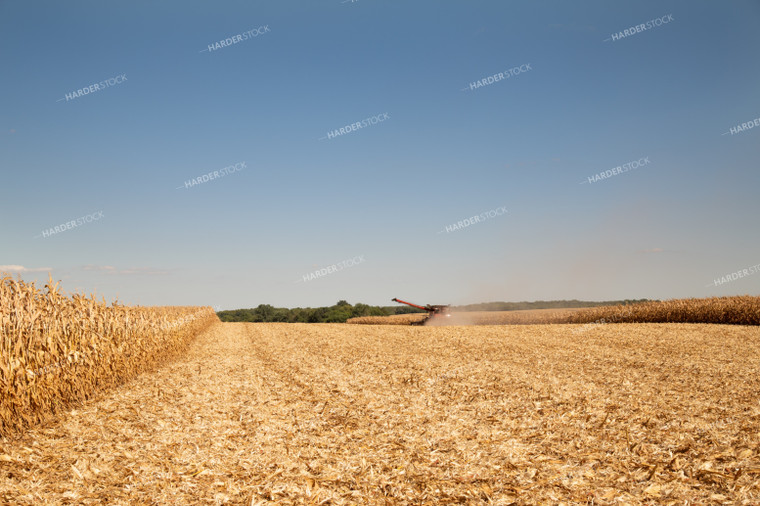 Combine Harvesting Corn on a Sunny Day 25923