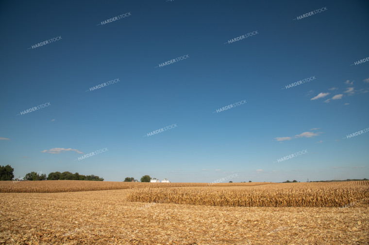 Dried Corn Waiting to be Harvested on a Sunny Day 25932