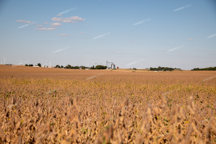 Dried Soybeans on a Sunny Day 25934