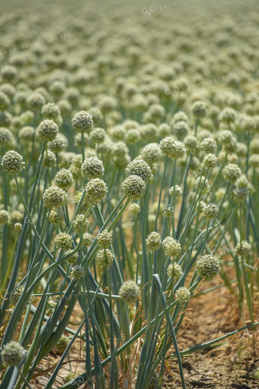 Commercial Onion Seed Flowering 57010