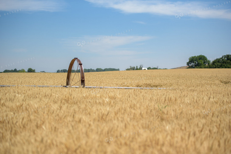 Dried Wheat Field with Irrigation 57016