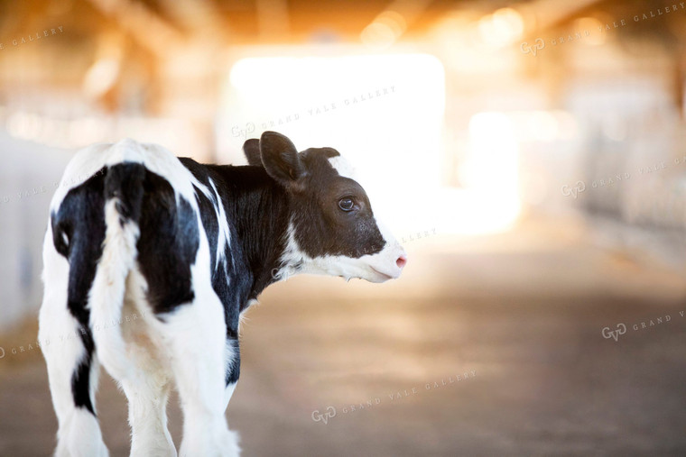 Holstein Dairy Calf 55077