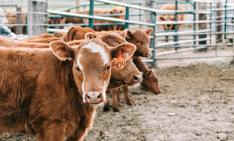 Calves in Pen 61009