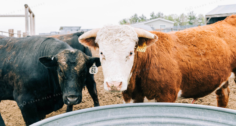 Cattle at Water Tank 61013