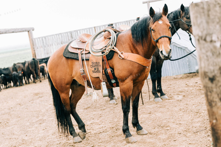 Saddled Horses 61019