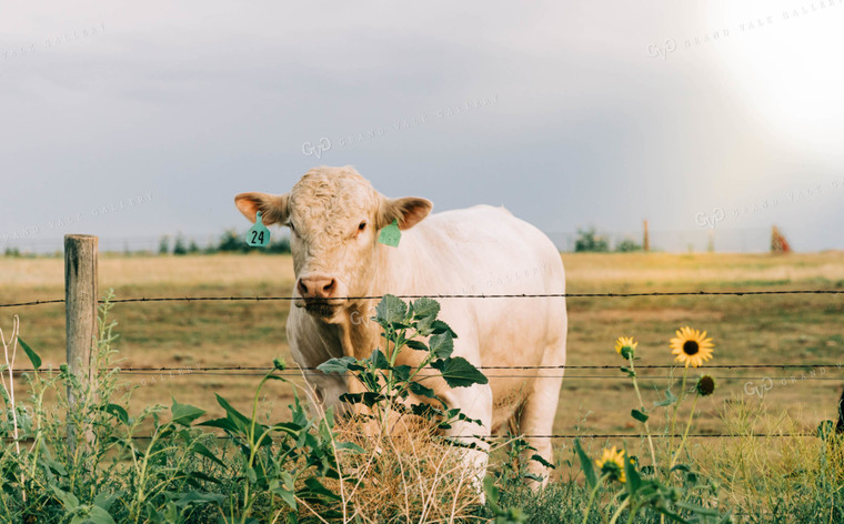 Cow in Pasture 61028