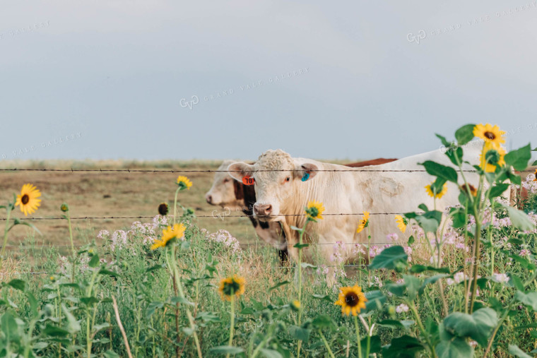 Cattle in Pasture 61029