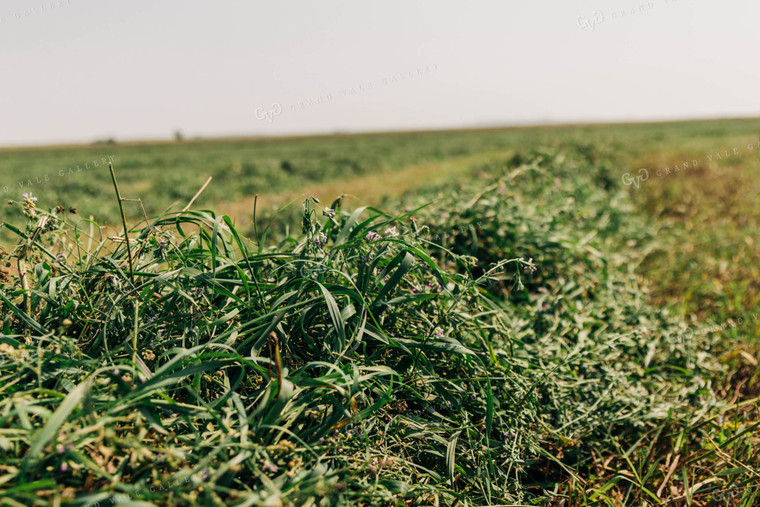 Raked Clover Hay 61060