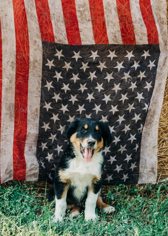 Farm Dog with American Flag 61061