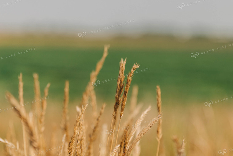 Pasture Grass Close Up 61063