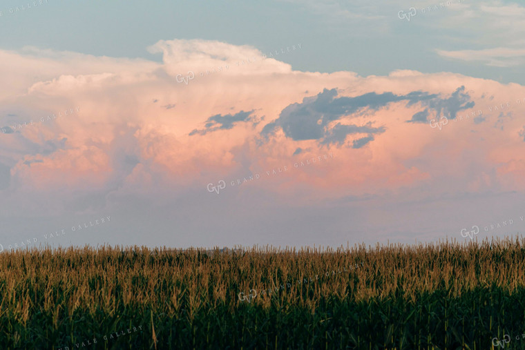 Corn Field at Dusk 61065