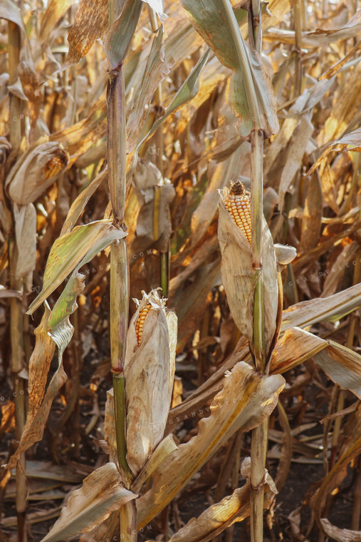 Dried Ears of Corn in Corn Field 67009