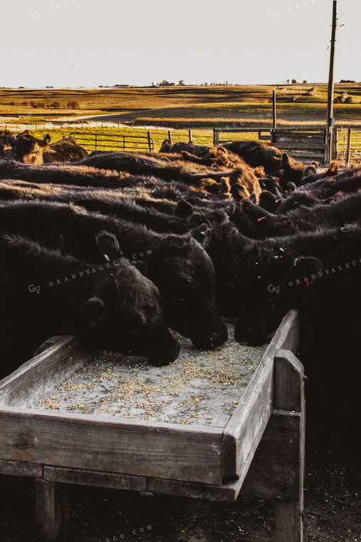 Angus Cattle Eating in Pen 67022