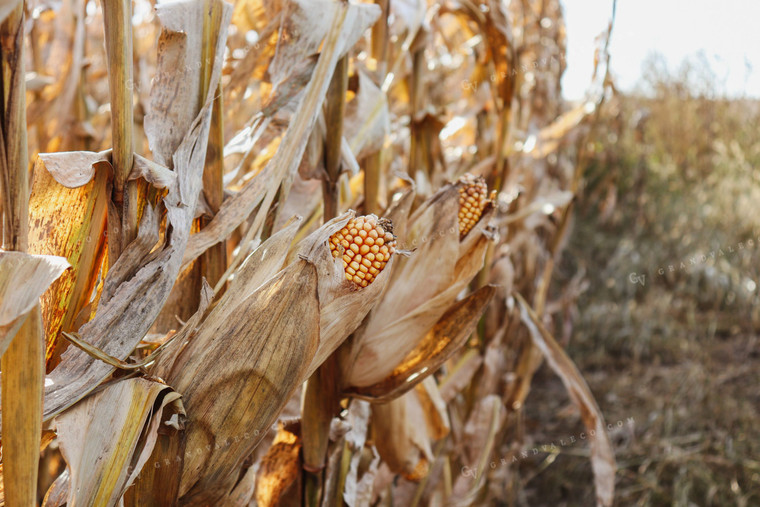 Dried Ears of Corn in Corn Field 67031