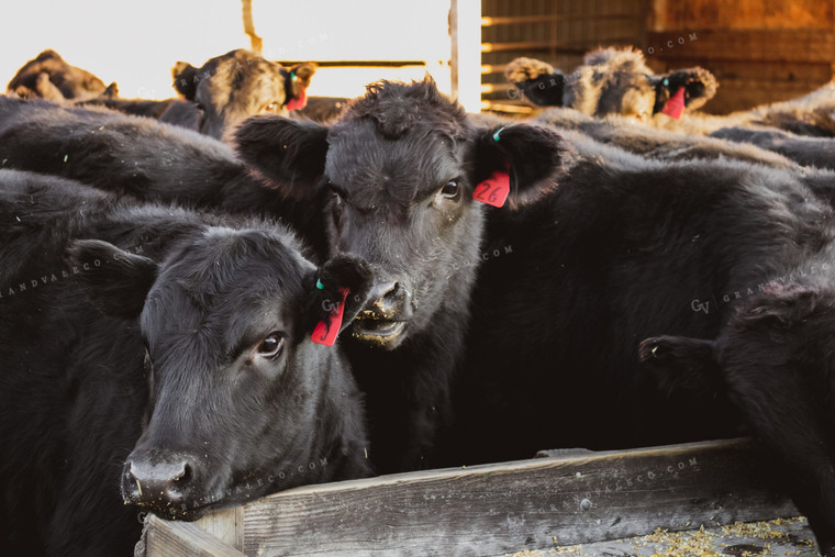 Angus Cattle Eating in Pen 67035