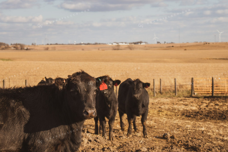 Angus Cattle in Pen 67052