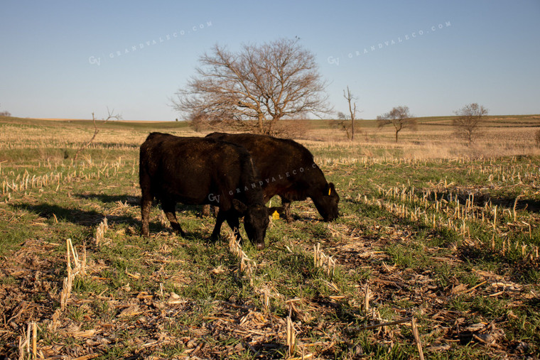 Angus Cattle Grazing on Cover Crops 67057