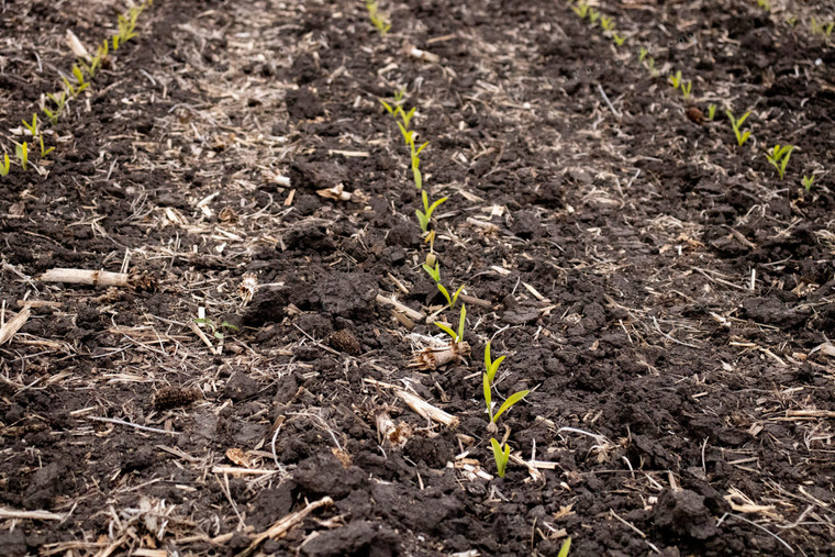 V1 Early Stage Corn 67062