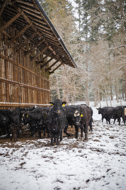Angus Cattle in Snow Next to Shelter 66001