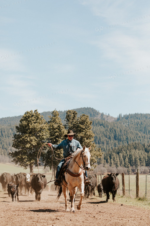 Rancher on Horseback with Cows and Calves 66008