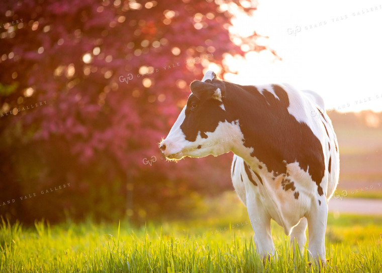 Dairy Cow in Pasture 55095