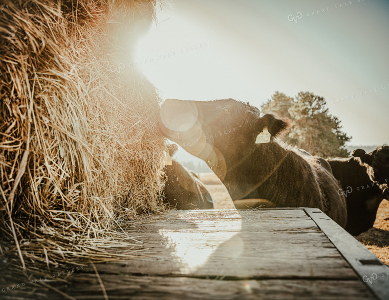 Angus Cow Eating Hay Sunflare 66010