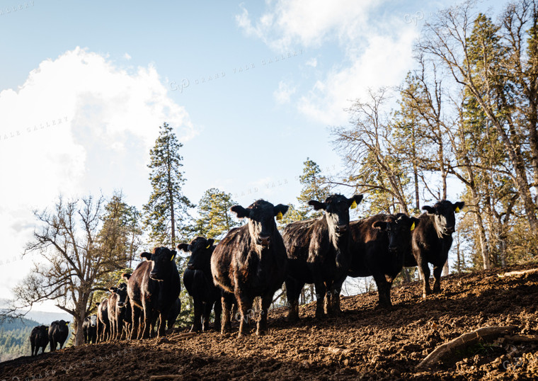 Angus Cattle on Hillside 66024