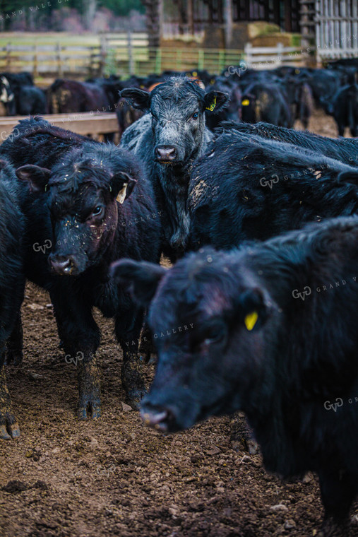 Angus Cattle in Pen 66028