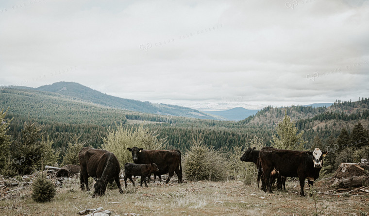 Angus Cattle in PNW Pasture 66032