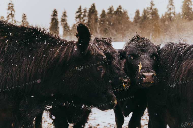 Angus Cattle in Pen with Snow 66034