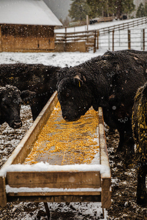 Angus Cattle and Bull at Feed Trough in Snow 66035