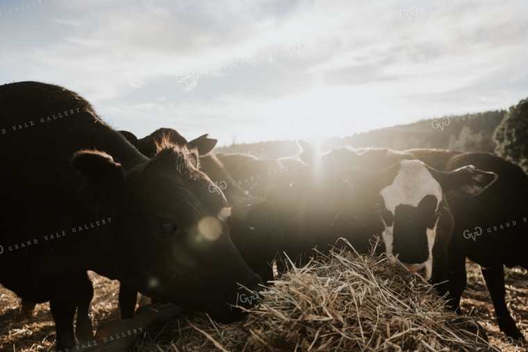 Angus Cattle Eating Hay Sunflare 66043