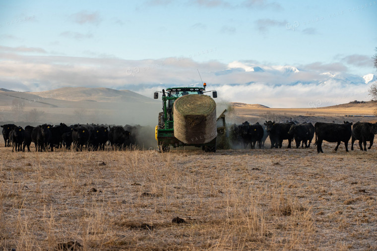 Feeding Cows with Round Bale Shredder 51004