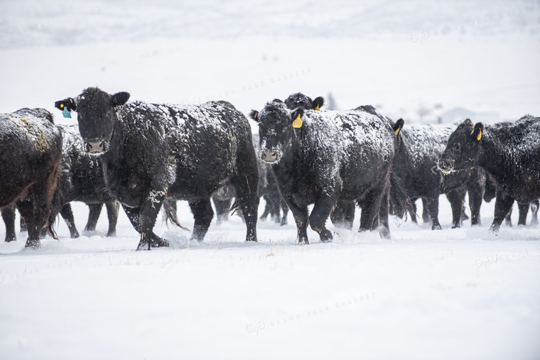 Cows in Snow 51006
