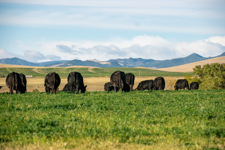 Cattle in Irrigated Pasture 51018