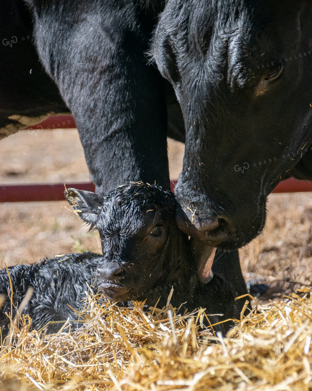 Cow with Newborn Calf 51023