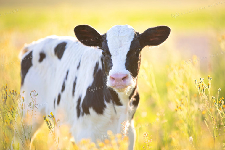 Dairy Calf in Pasture 55103
