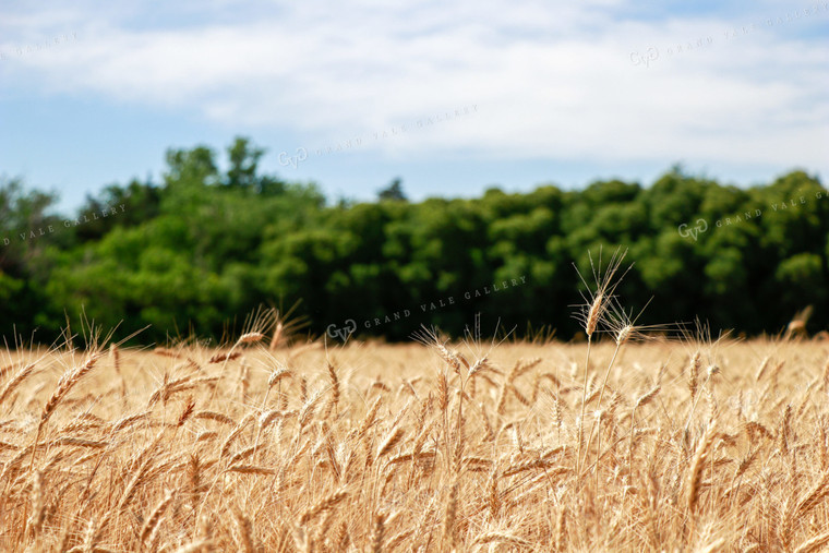 Dried Wheat Field 60013