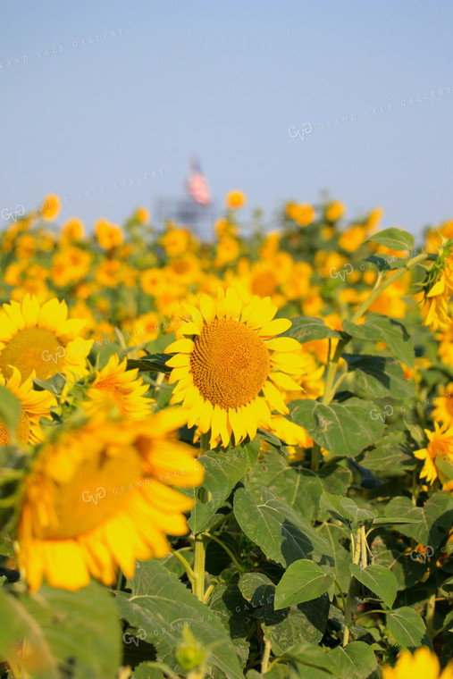 Sunflower 60035