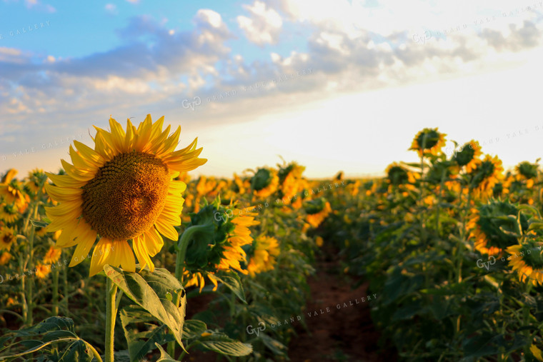 Sunflowers 60048