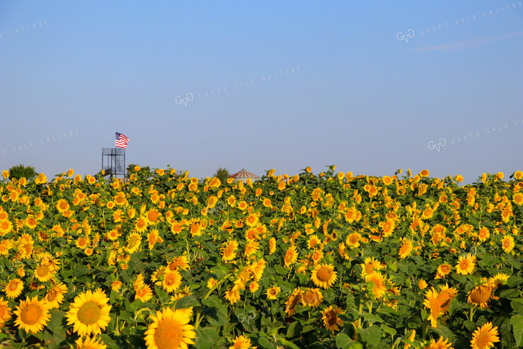 Sunflower Field and American Flag 60049