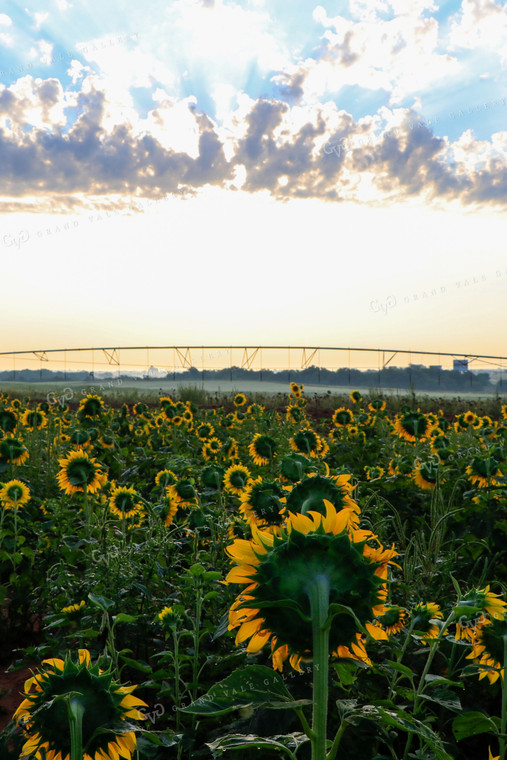 Sunflowers with Irrigation in Background 60055