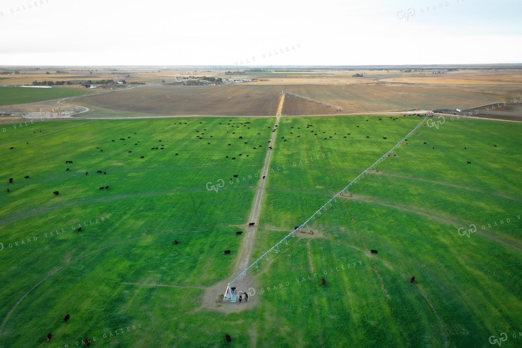 Cattle on Irrigated Pasture 56033