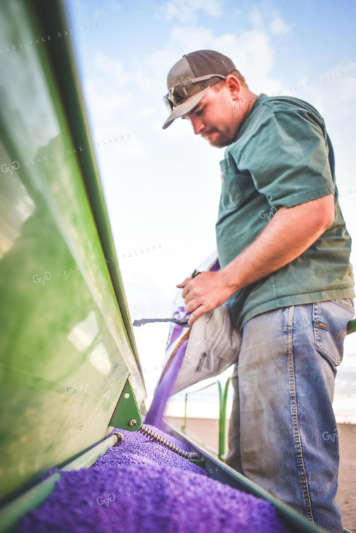 Loading Drill with Alfalfa Seed 56084