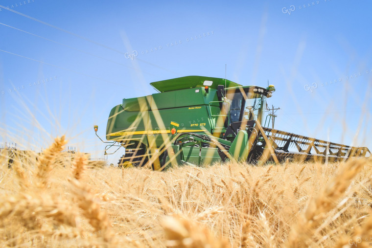 Wheat Harvest 56086