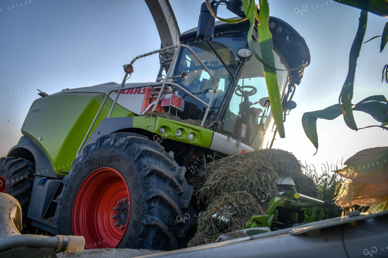 Silage Harvest 56127