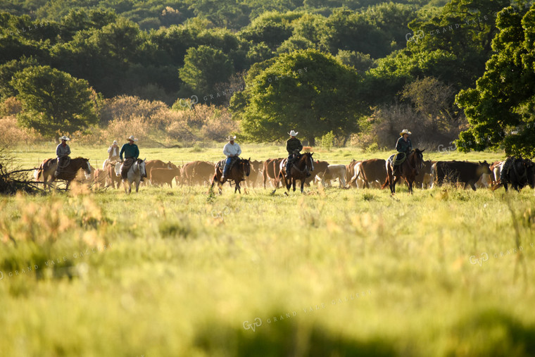 Ranchers Moving Cattle on Horseback 62009