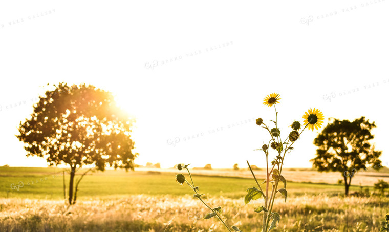 Sunflowers in Pasture 62013