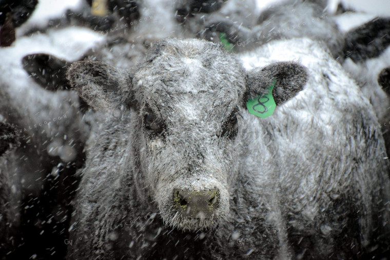Angus Cattle in Snow 56253